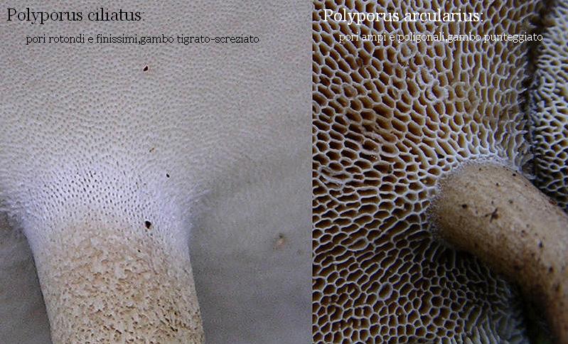 da determinare....(Polyporus ciliatus)